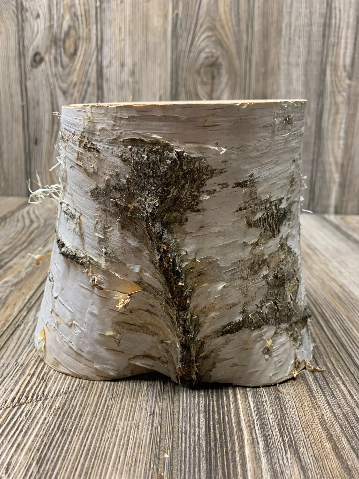 White Birch Log, Approximately 5 Inches on Top and About 7 Inch Base, 5 1/2 high gallery