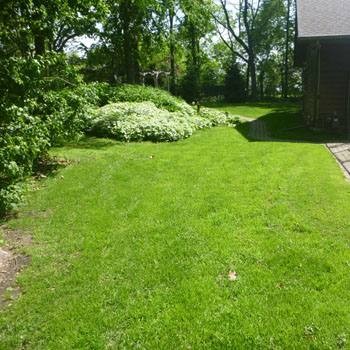 5 LBS - OptiGrowth Coated Poa Supina Grass Seed Blend - Shade Grass Seed gallery