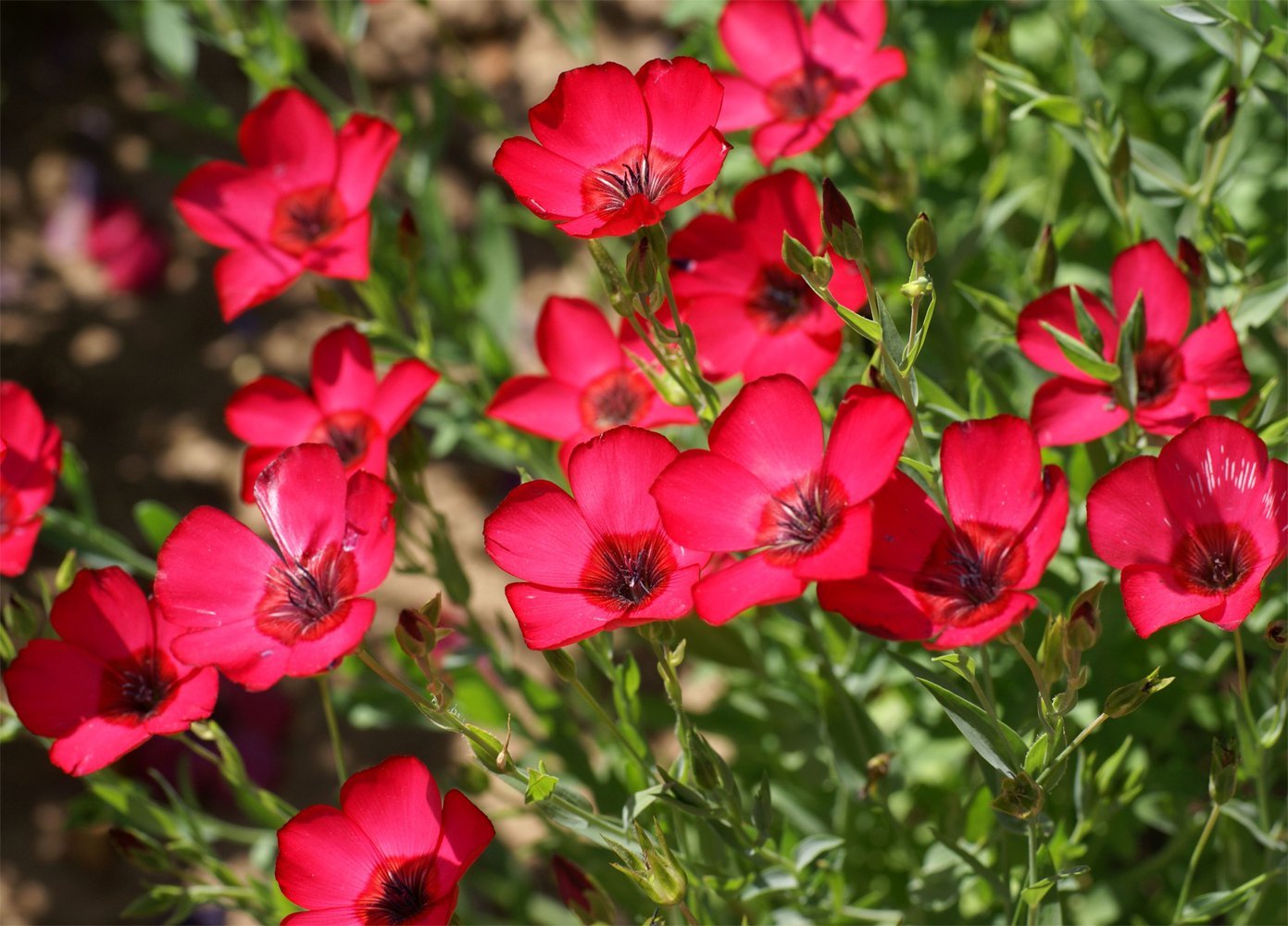 Scarlet Flax Seeds, Linum, Beautiful Red Flowers, Heat Tolerant, FREE SHIPPING gallery