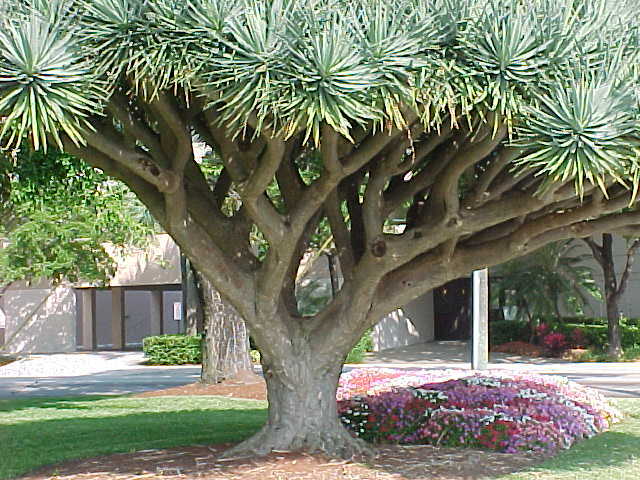 Dragon Tree, Dracaena draco, Tree Seeds (Showy Evergreen) gallery