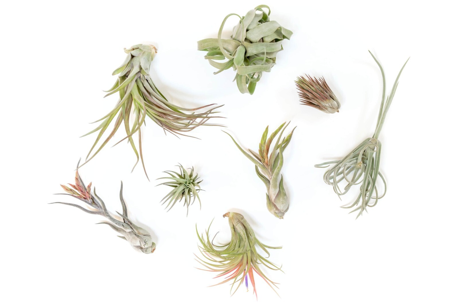 Premium Medium & Large Tillandsia Grab Bag - Wholesale Indoor/Outdoor Plants gallery