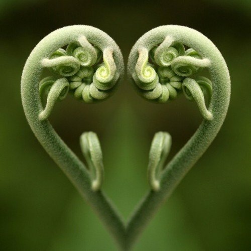 Unique Flowers gallery