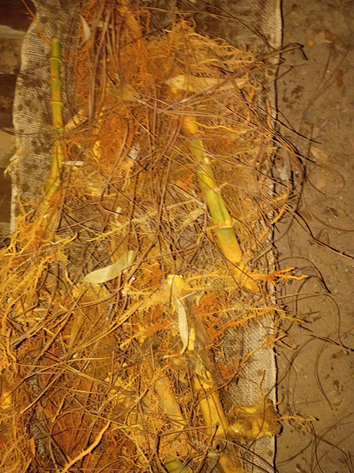 10 Pack – Giant Timber Bamboo LIVE Rhizomes (Phyllostachys Vivax) gallery