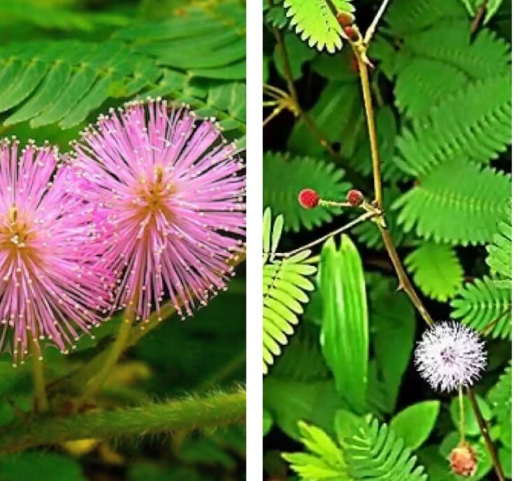 30+ SEEDS-Sensitive Plant, Touch Me Not Mimosa pudica,Makahiya gallery