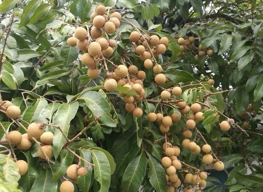 1 Longan Tree Dimocarpus Dragon Eye With Pot 10” Seedling Plant Tropical Fruit gallery