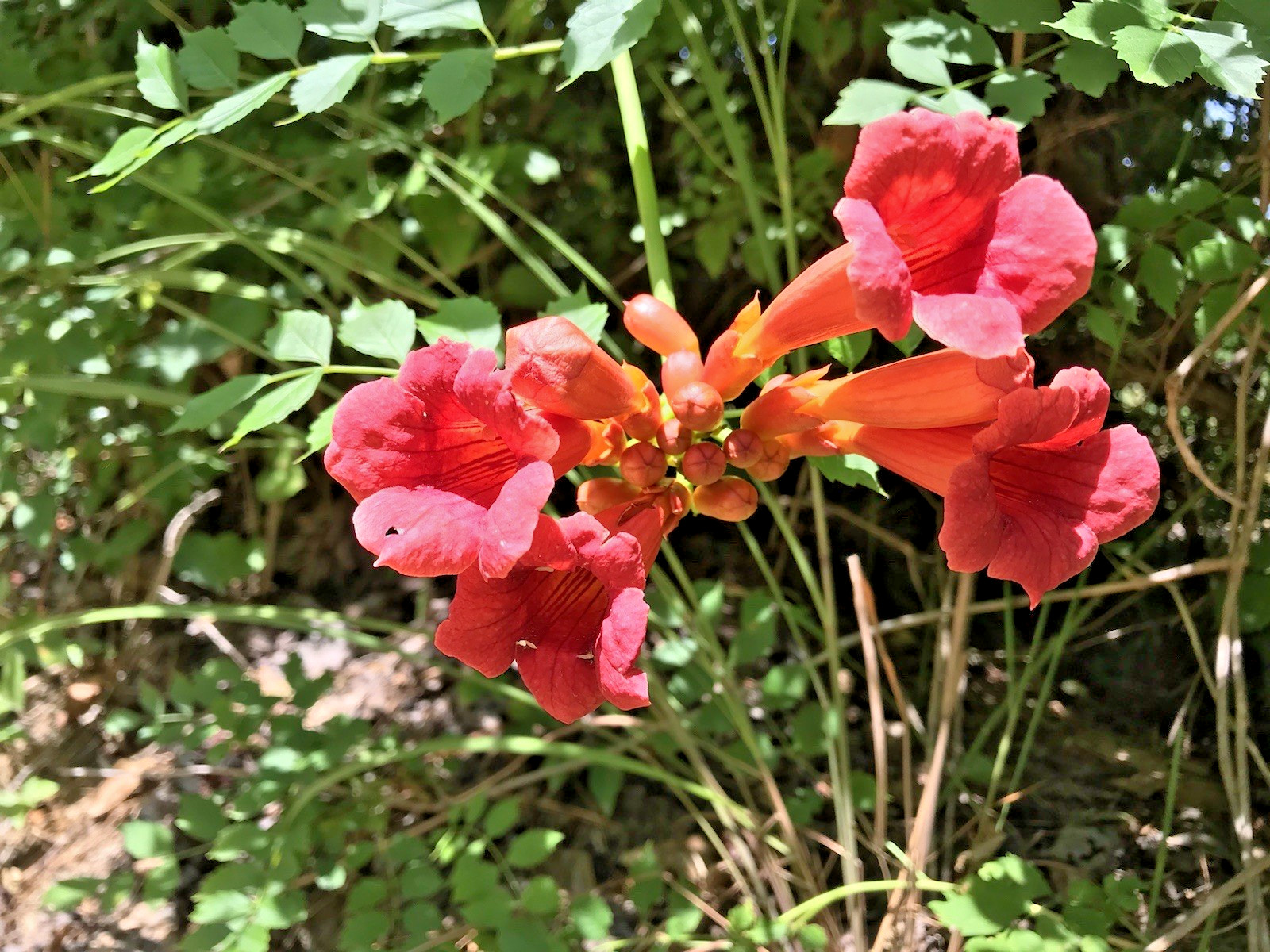 3 Reddish Orange Hummingbird Trumpet Vine Starter Plants 6-12 Inches 3 Reddish gallery