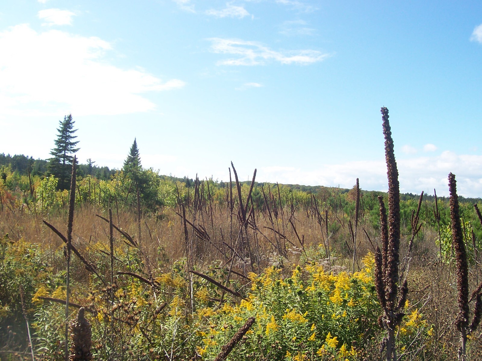 Mullein Seeds, Verbascum Thapsus, Common Mullein, 4,000+ seeds. gallery