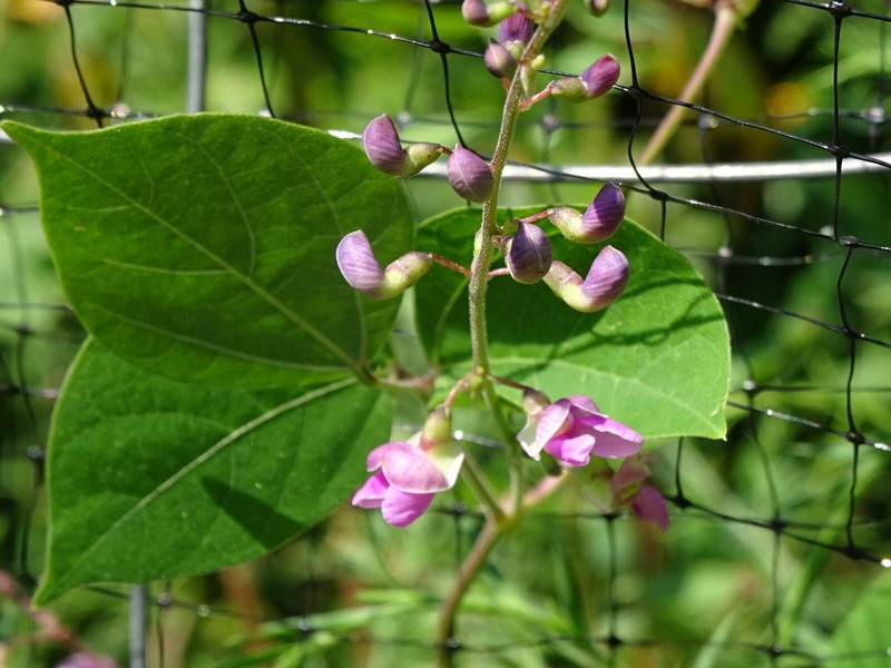 Phaseolus polystachios Thicket Bean 5 seeds from 2022 Native perennial bean gallery