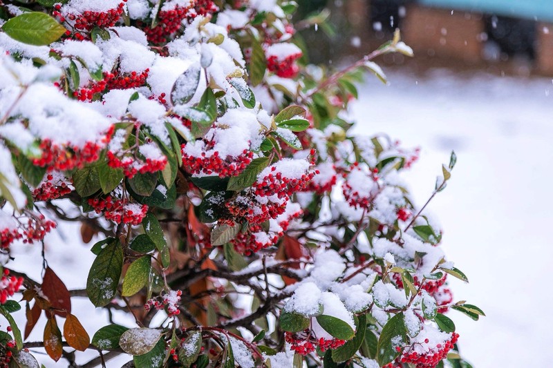 20 SILVER BUFFALOBERRY Shepherdia Argentea Red Fruit Native Bullberry Shrub Seed gallery