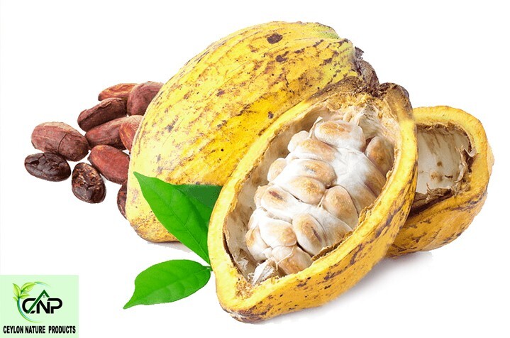 CEYLON DRIED COCOA SEEDS & CRIOLLO CACAO SEEDS | PLANT & CHOCOLATE THEOBROMA gallery