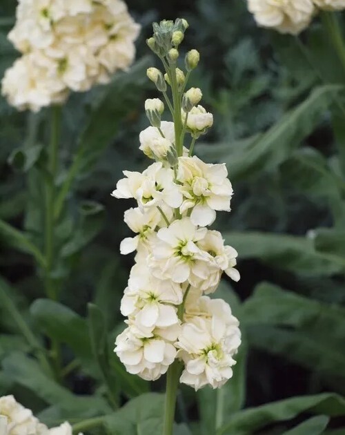 35 Yellow Stock seeds gallery