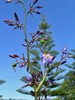 Dianella caerulea | Blue Flax Lily | 10 Seeds gallery