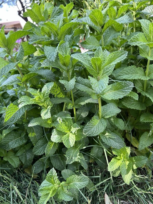 Peppermint Live Edible Aromatic Herb Plant Pack easy care herbs 4”-7” pack of 3 gallery