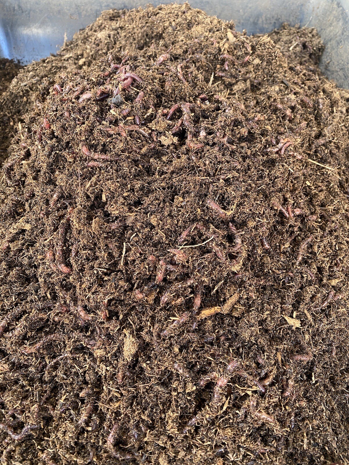1lb Of Red Composting Worms gallery