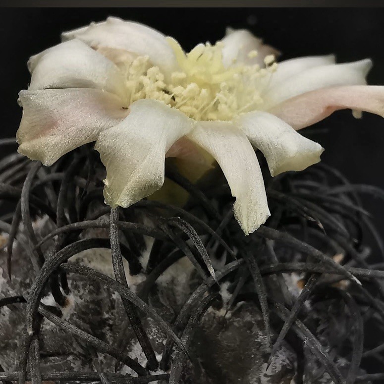 (10) Pack RARE SEEDS Copiapoa Griseoviolacea US SELLER gallery
