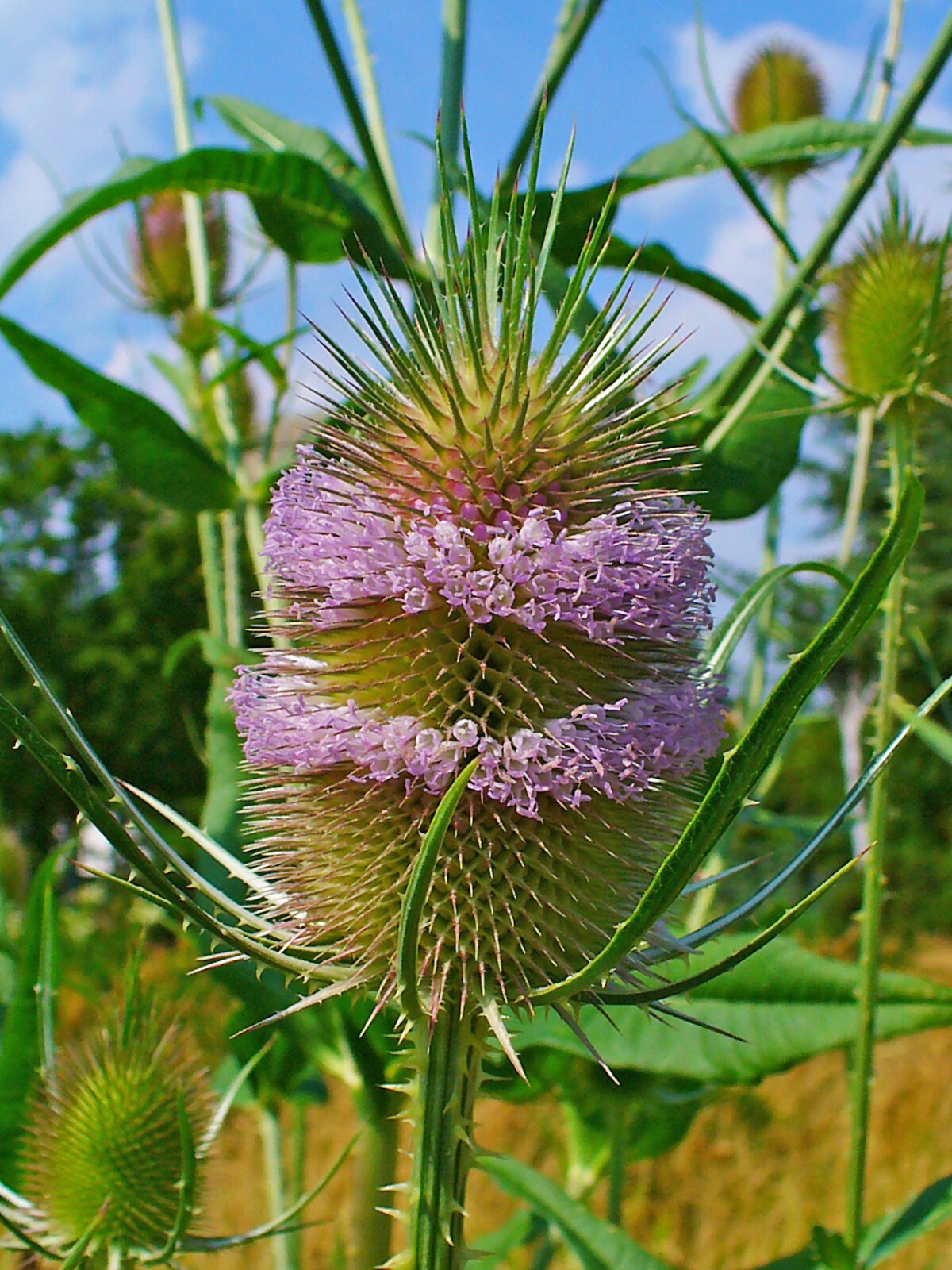 PURPLE TEASEL 100 SEEDS, DIPSACUS FULLONUM, USA SELLER gallery