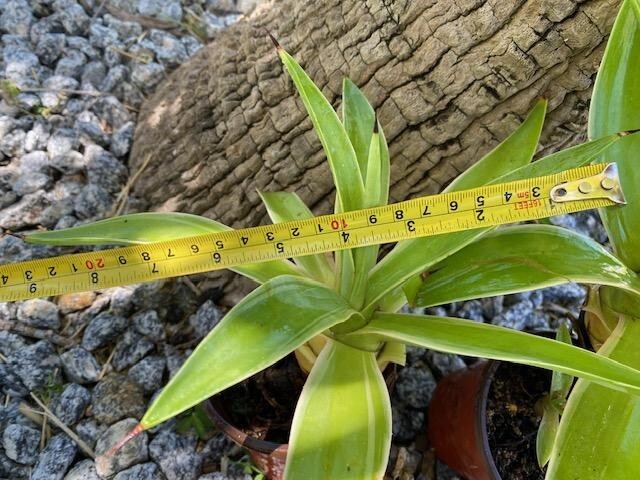 2 VARIEGATED AGAVE DESMETTIANA. SMOOTH AGAVE PUPS 6-10" DIAMETER OR MORE ROOTED gallery