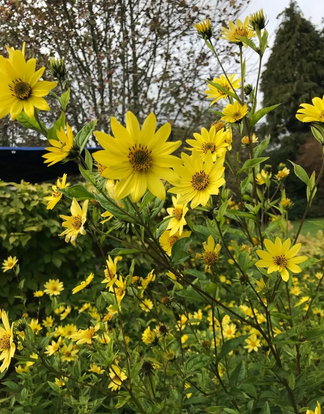 Lemon Queen Sunflower, Lemon Yellow, Variety Sizes Sold, FREE SHIPPING gallery