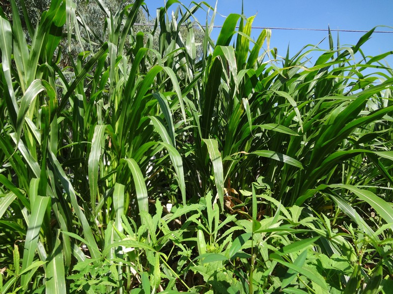 TEOSINTE Nitrogen-Fixing Corn Ancestor (Zea mays ssp. mex./parviglumis) SEEDS gallery