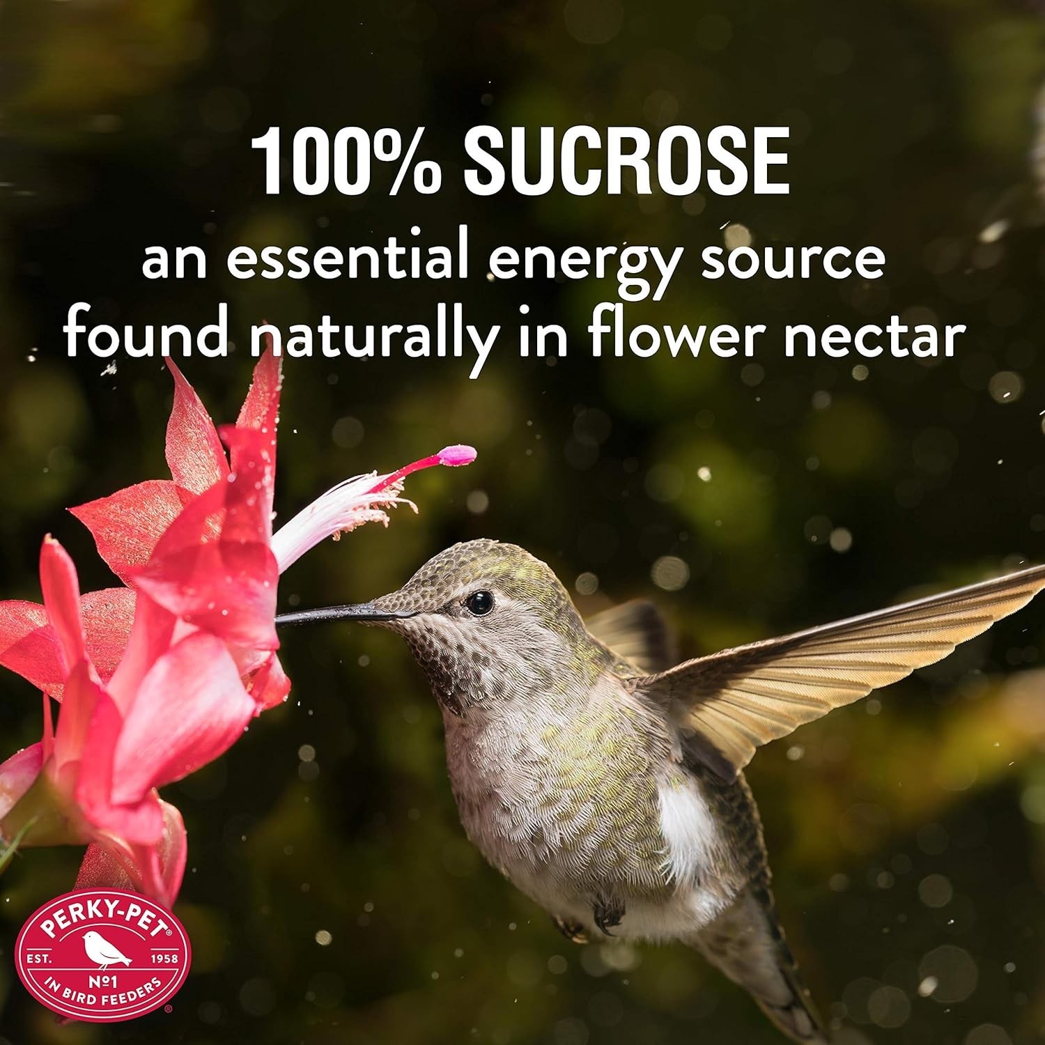Perky Pet Hummingbird Instant Nectar Concentrate 8 oz. Hummingbird Food Red gallery