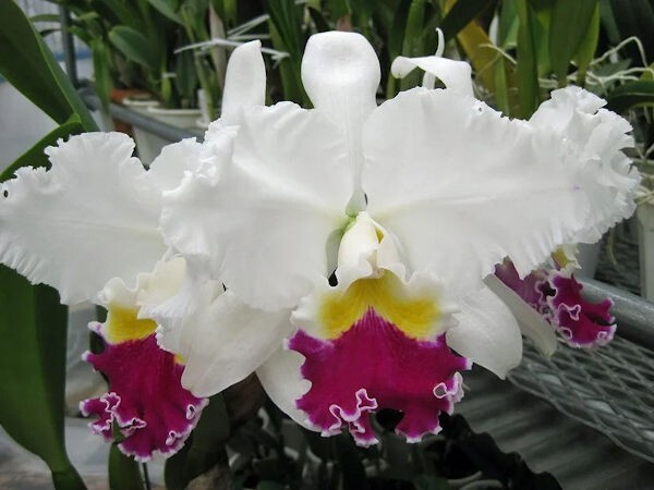 Cattleya Lc Mikkie Nagata Orchid Library 3 Inch Pot 3BB30 gallery