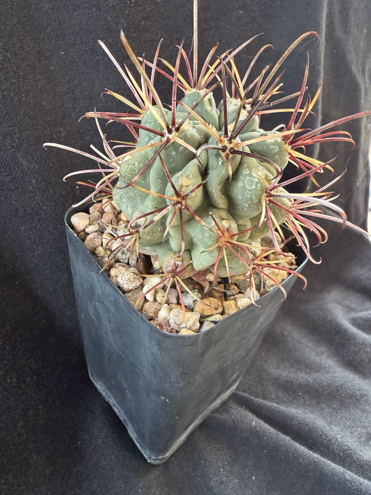 Glandulicactus uncinatus, Uncommon In The Trade gallery