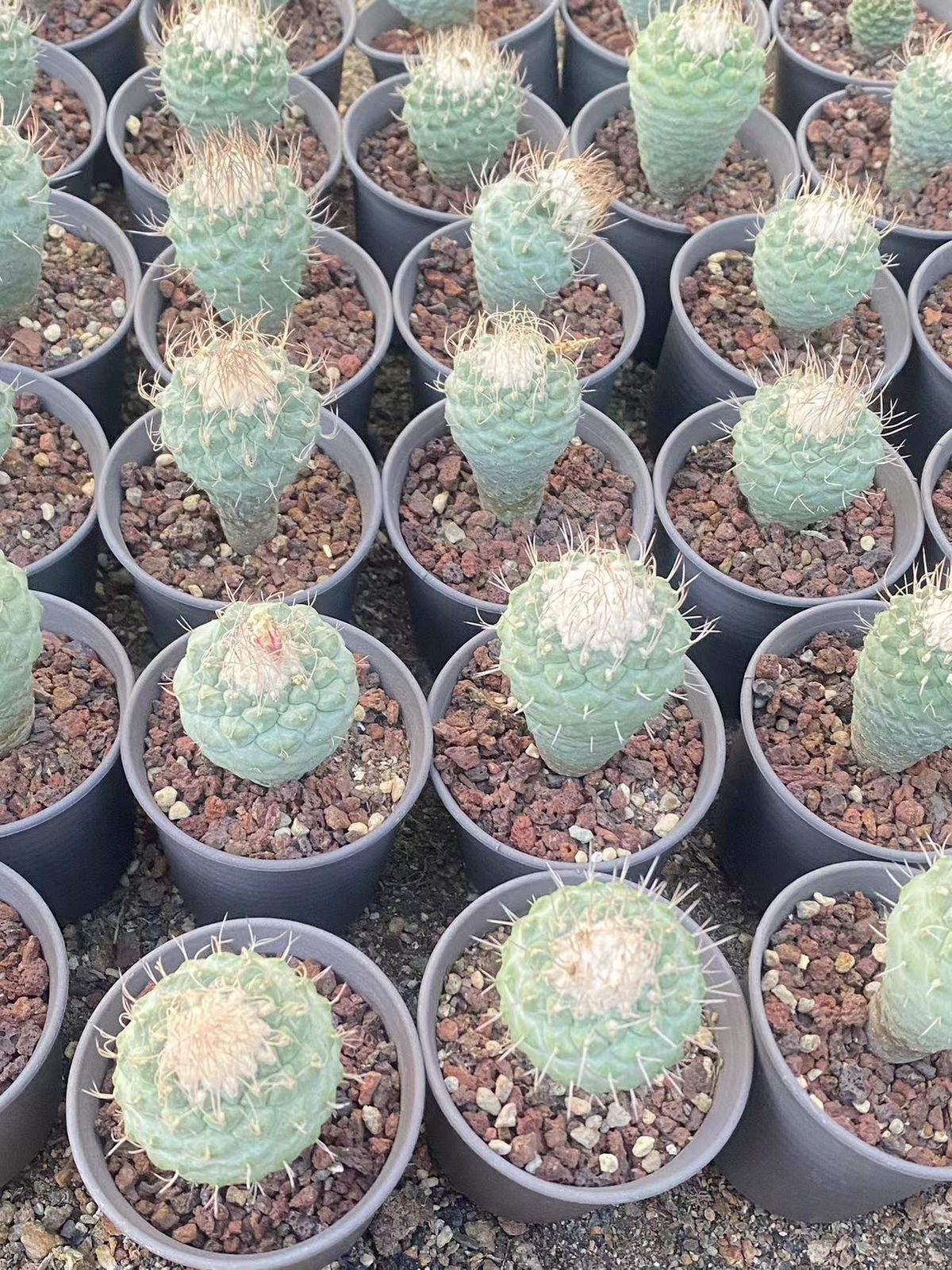 4CM Strombocactus disciformis RareSucculent Plant Boutique Garden gallery