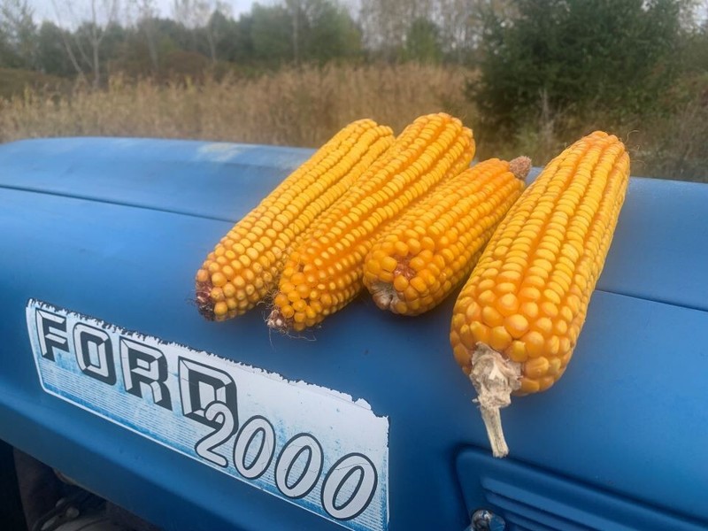 Corn on the Cob Squirrel, Bird, Rabbit, Feed 18 lb just harvested gallery