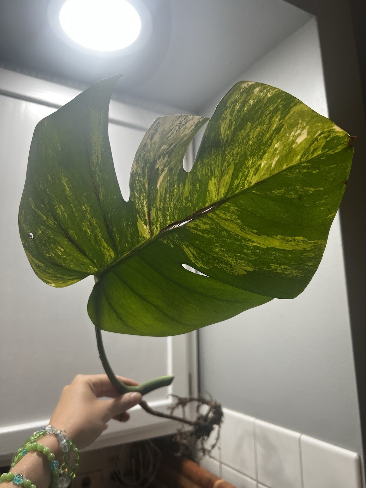 Monstera Aurea Variegated Rooted Cutting FREE SHIPPING USA seller gallery