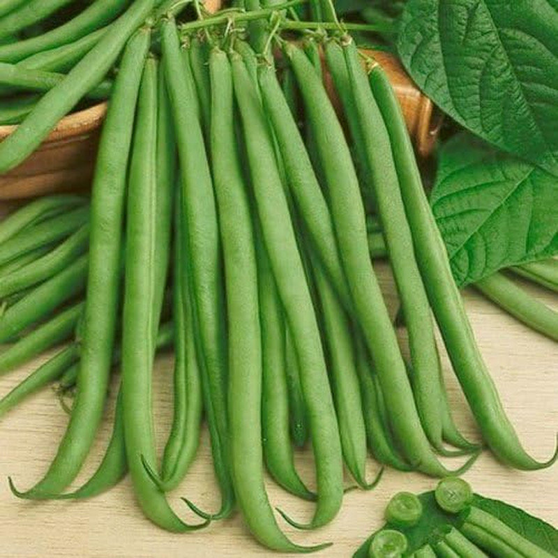 Seed Needs 170+ Top Crop Bean Seeds 'Bush Variety' | Phaseolus Vulgaris Heirloom gallery