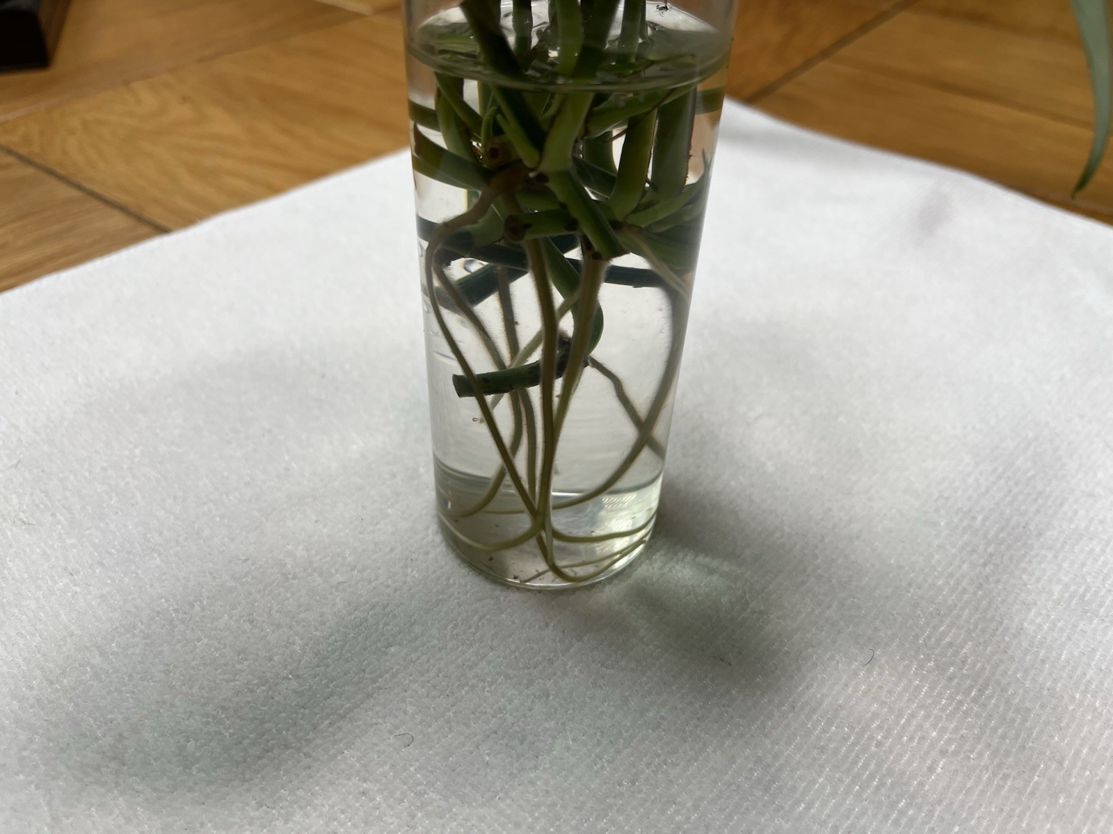 Golden Variated Pothos Epipremnum Aureum CUTTING gallery