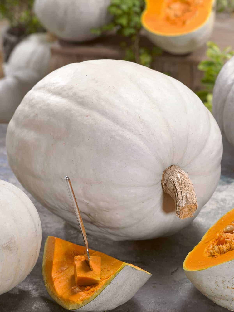 10 Pumpkin Seed-- Super Moon --- 2016 AAS Regional Winner --- White -- FRESH
