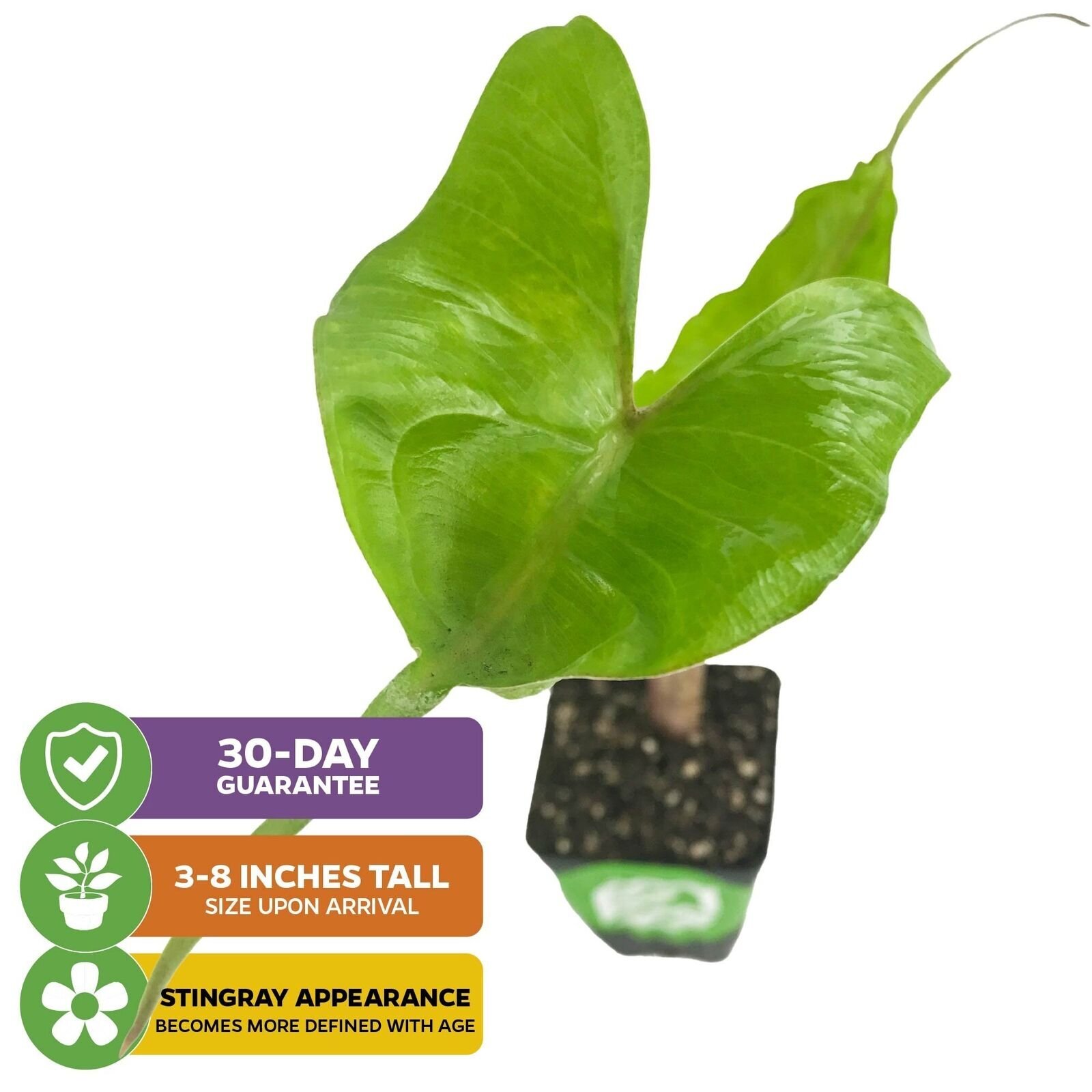 Stingray Elephant Ear - Alocasia - Live Plant gallery