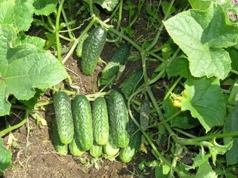 Cucumber seeds 50 cucumber Competitor, Heirloom organic rare seeds-889 gallery