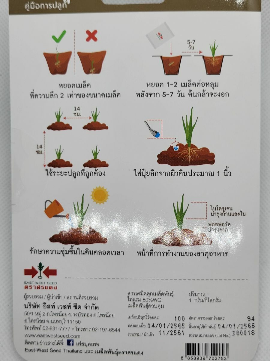 Premium Thai Asian Onion Shallot Seeds gallery
