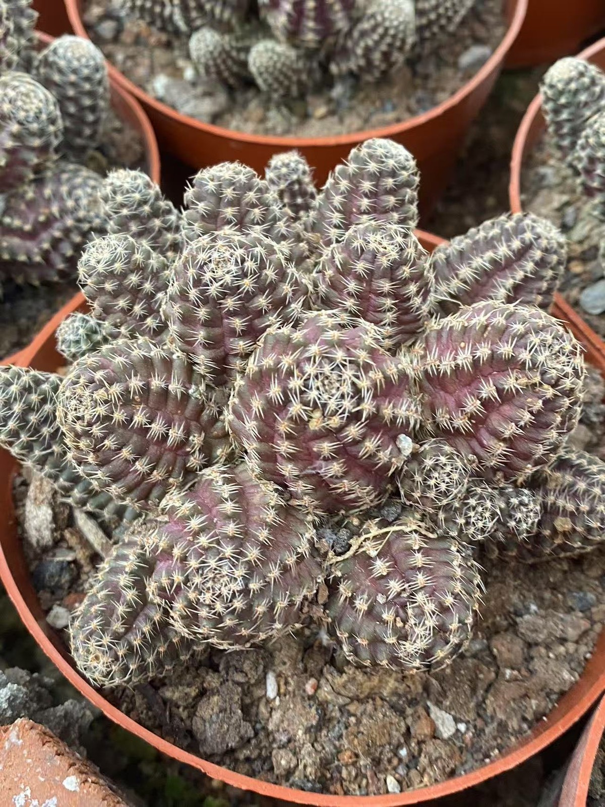 Multi-Head Mediolobic Succulent Cactus Plant Beautiful 7-10CM gallery