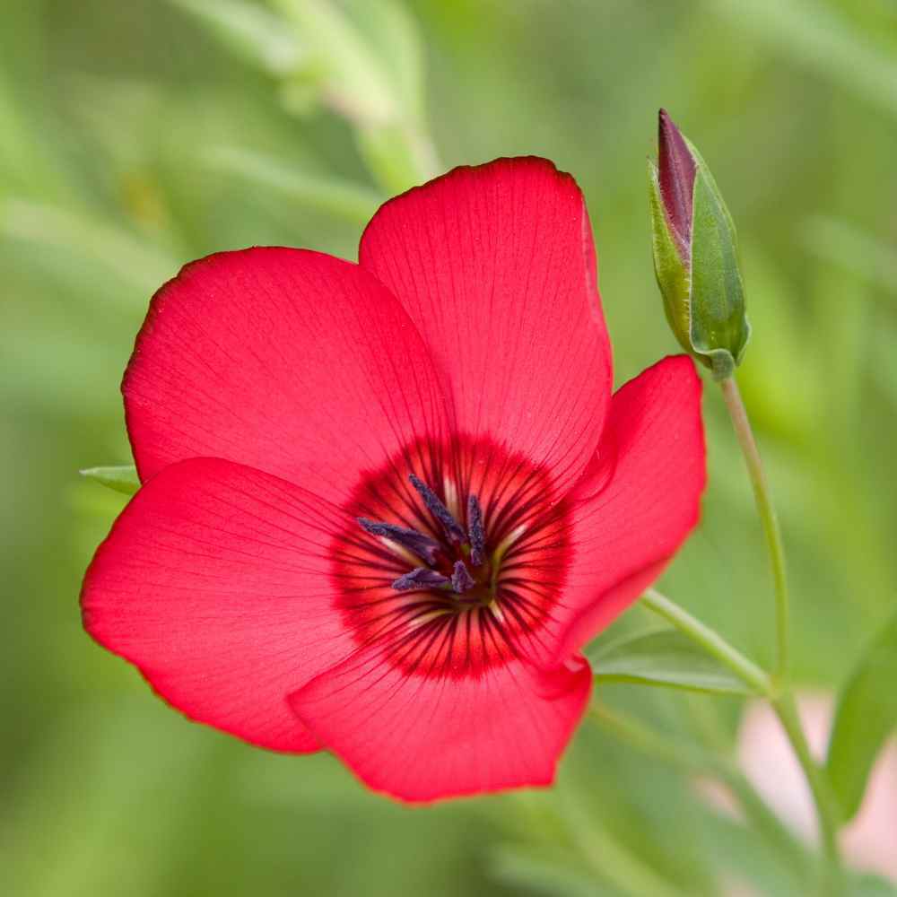 Scarlet Flax Seeds, Linum, Beautiful Red Flowers, Heat Tolerant, FREE SHIPPING gallery