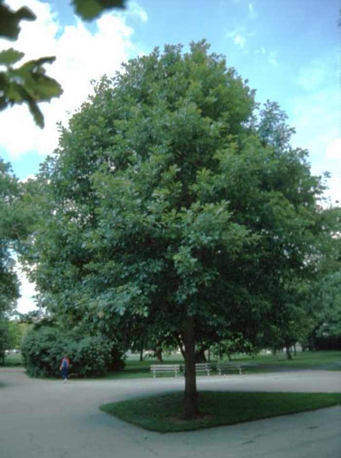 White Oak Tree qt pot (Quercus alba) gallery