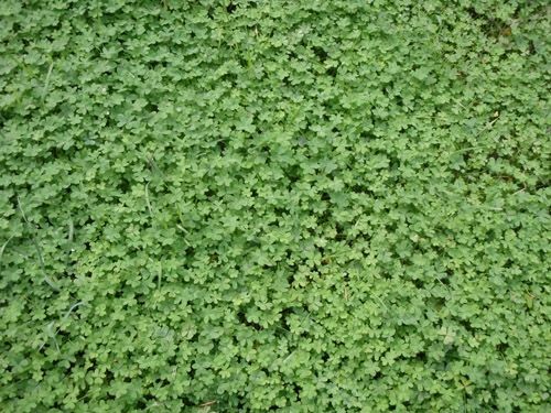 Micro Clover Grass Seeds (Pipolina) gallery