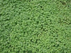 Micro Clover Grass Seeds (Pipolina)