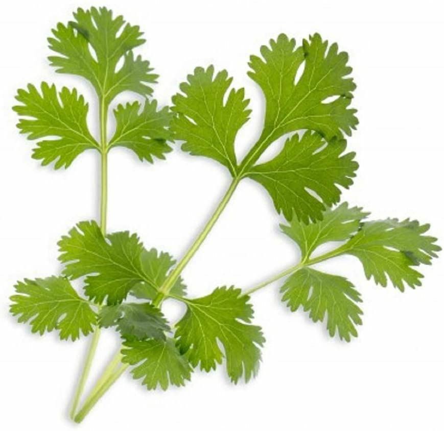 Cilantro Seed for Microgreen Seed Sprouting and Home Gardening. COOL BEANS n SPR gallery