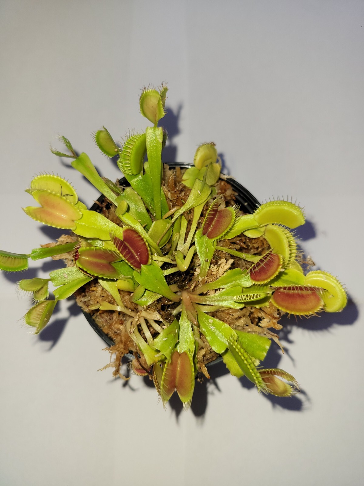 3 small Venus Flytraps (Fly Trap Carnivorous Plants) Dionaea Muscipula gallery
