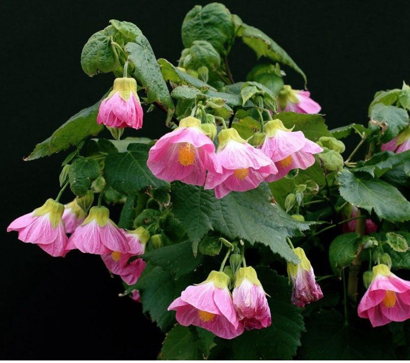 Pink Abutilon Flowering Maple SMALL ROOTED STARTER Plant gallery