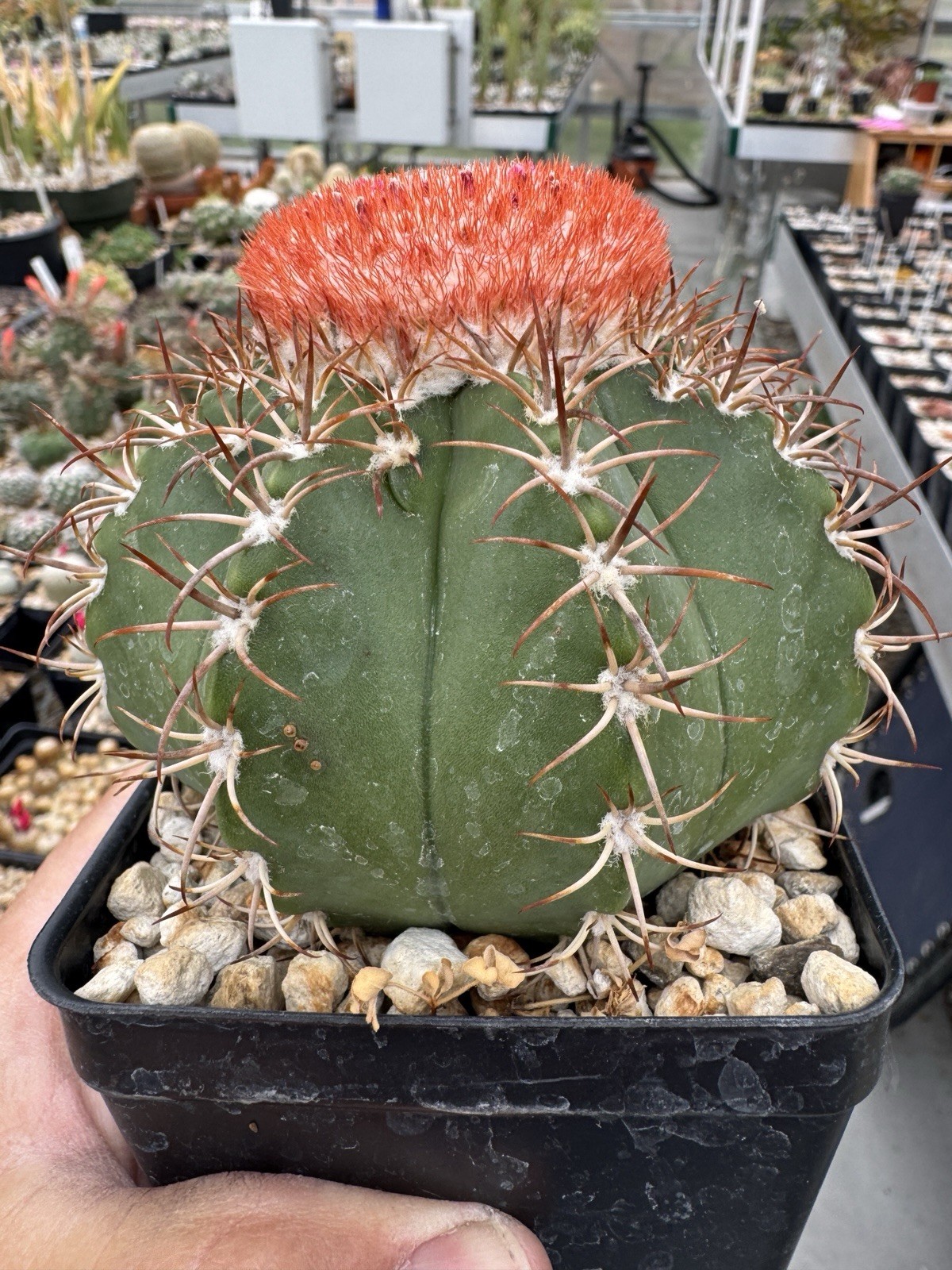 Melocactus Matanzanus Cactus with Cephalium Succulent , Blooming, Species gallery