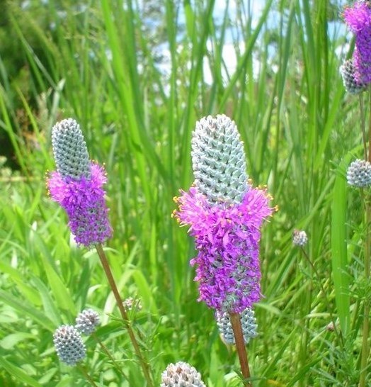 501+PURPLE PRAIRIE CLOVER Seeds Wildflower Nitrogen Fixing Drought Heat Cold gallery