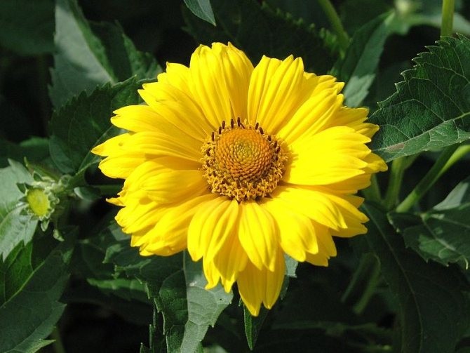 HELIOPSIS - FALSE SUNFLOWER - 4 LIVE PLANTS -SEE DESCRIPTION - LOOK! gallery