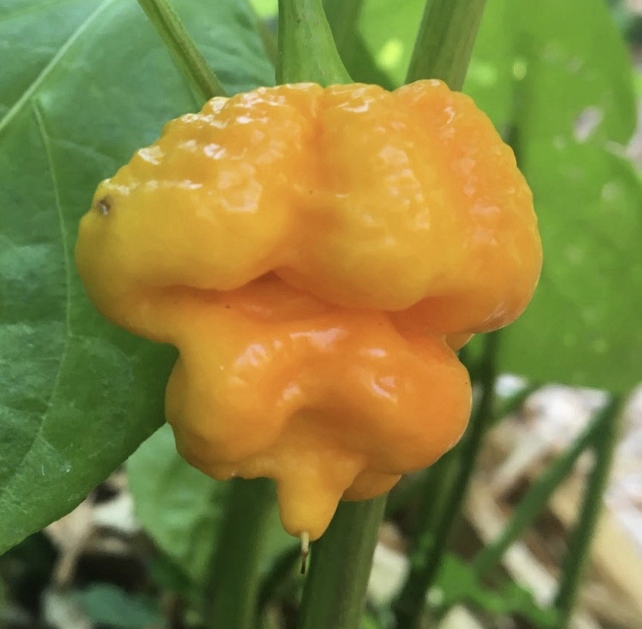 Popular!! Trinidad Moruga Scorpion!! Healthy!! Ready To Ship!! gallery