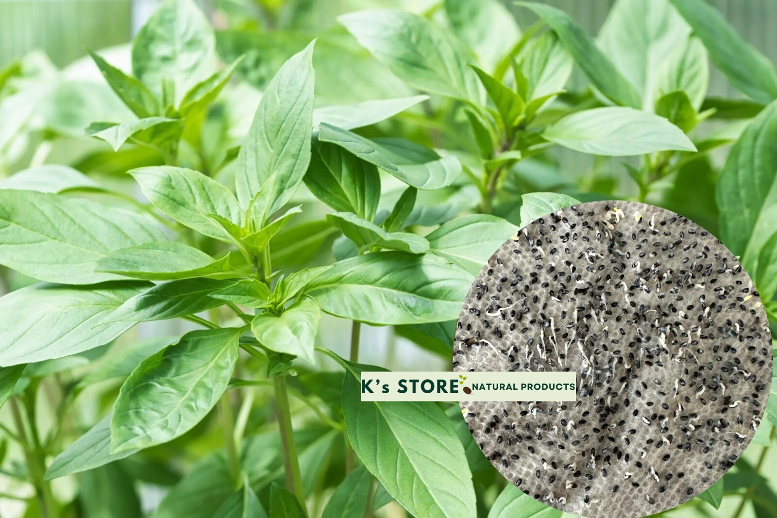Thai Basil Ocimum Basilicum/ Lime Basil Seeds, Hạt Giống Húng Quế / Rau É Trắng gallery