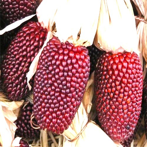 Strawberry Popcorn Corn Seeds | Non-GMO | Free Shipping | Seed Store | 1113 gallery