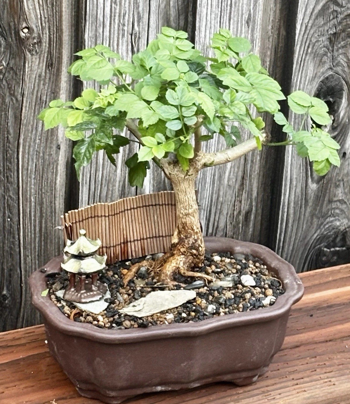 CAPE HONEYSUCKLE BONSAI TREE gallery